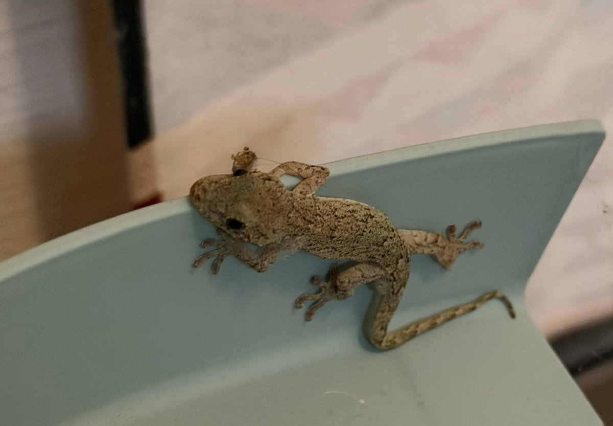 Enter_Key_game's tweet photo. 台風が来てたからか、帰宅すると家にヤモリがいました🦎
台風は去ったので逃しました🤗 https://t.co/RudEdb1pkA