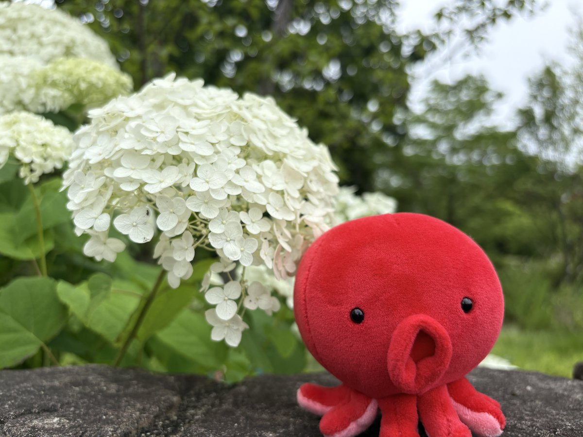 Post by ハル🌟 on X: 🐙