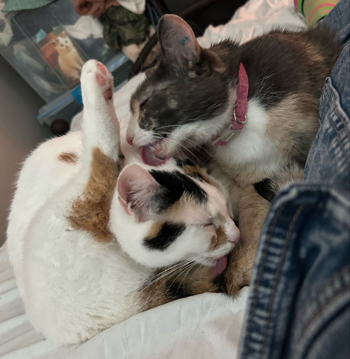 oreoeocat's tweet photo. https://t.co/VChsaZdIMI