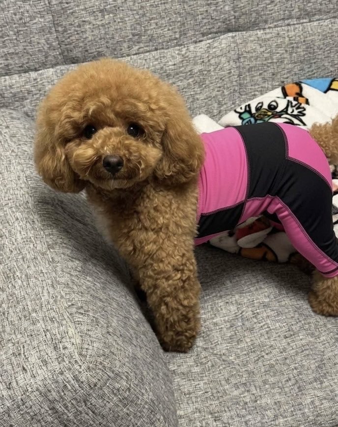 sawanzel's tweet photo. 猫ヨガパンツ良すぎてうちの犬にもAIで履かせてみたんやけど、、犬ヨガパンツもええやん、、www https://t.co/yhxcKXLqN5