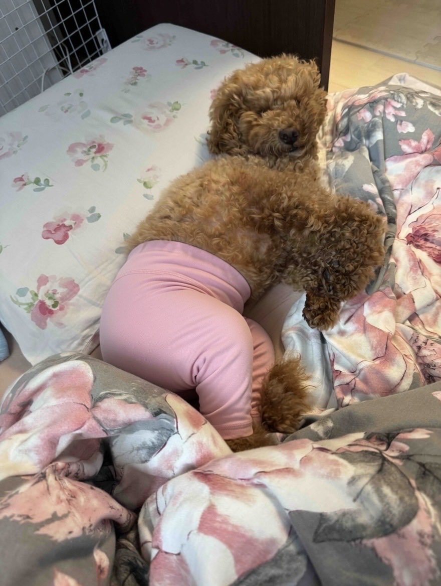 sawanzel's tweet photo. 猫ヨガパンツ良すぎてうちの犬にもAIで履かせてみたんやけど、、犬ヨガパンツもええやん、、www https://t.co/yhxcKXLqN5