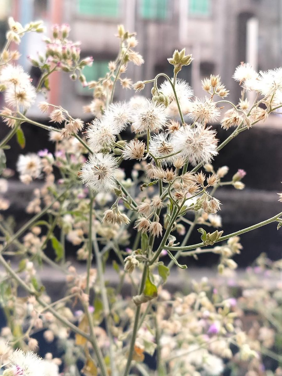 0xAddress_'s tweet photo. Good morning CT.

Even the small flowers are beautiful either @NomismaNetwork 3looks at @TheARCTERMINAL https://t.co/9KmEd3xsm6