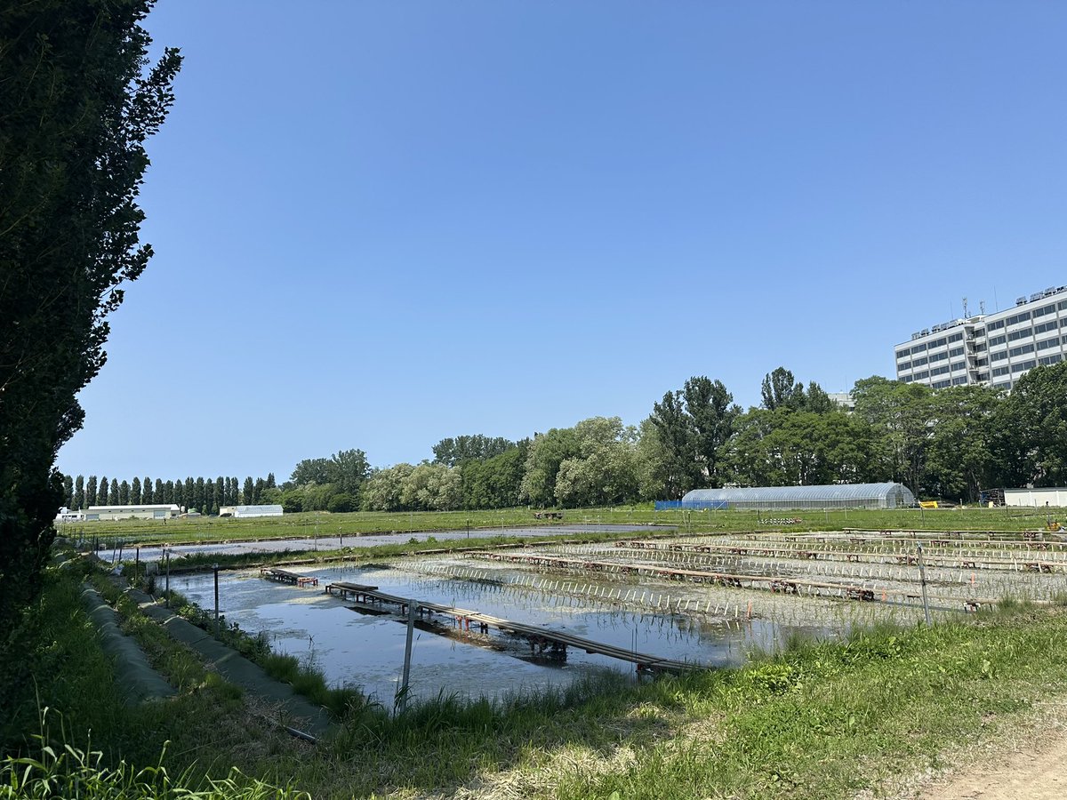 rtnakano_lab_JP's tweet photo. 場所は水田圃場の横のポプラ並木。ポプラの綿毛に混ざってウキクサがたくさん幸せそうに群れていました。 https://t.co/EsfQ3ADEvZ