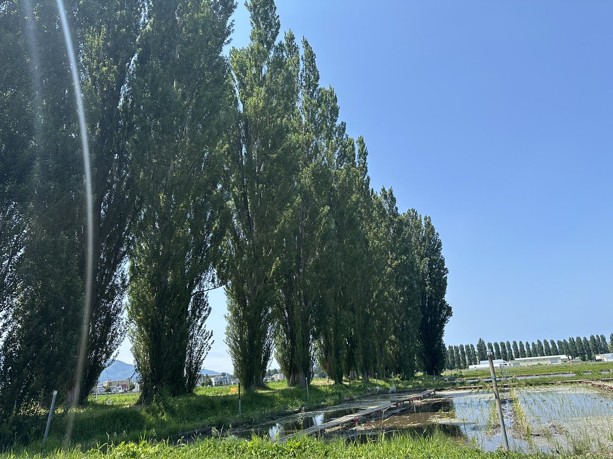 rtnakano_lab_JP's tweet photo. 場所は水田圃場の横のポプラ並木。ポプラの綿毛に混ざってウキクサがたくさん幸せそうに群れていました。 https://t.co/EsfQ3ADEvZ