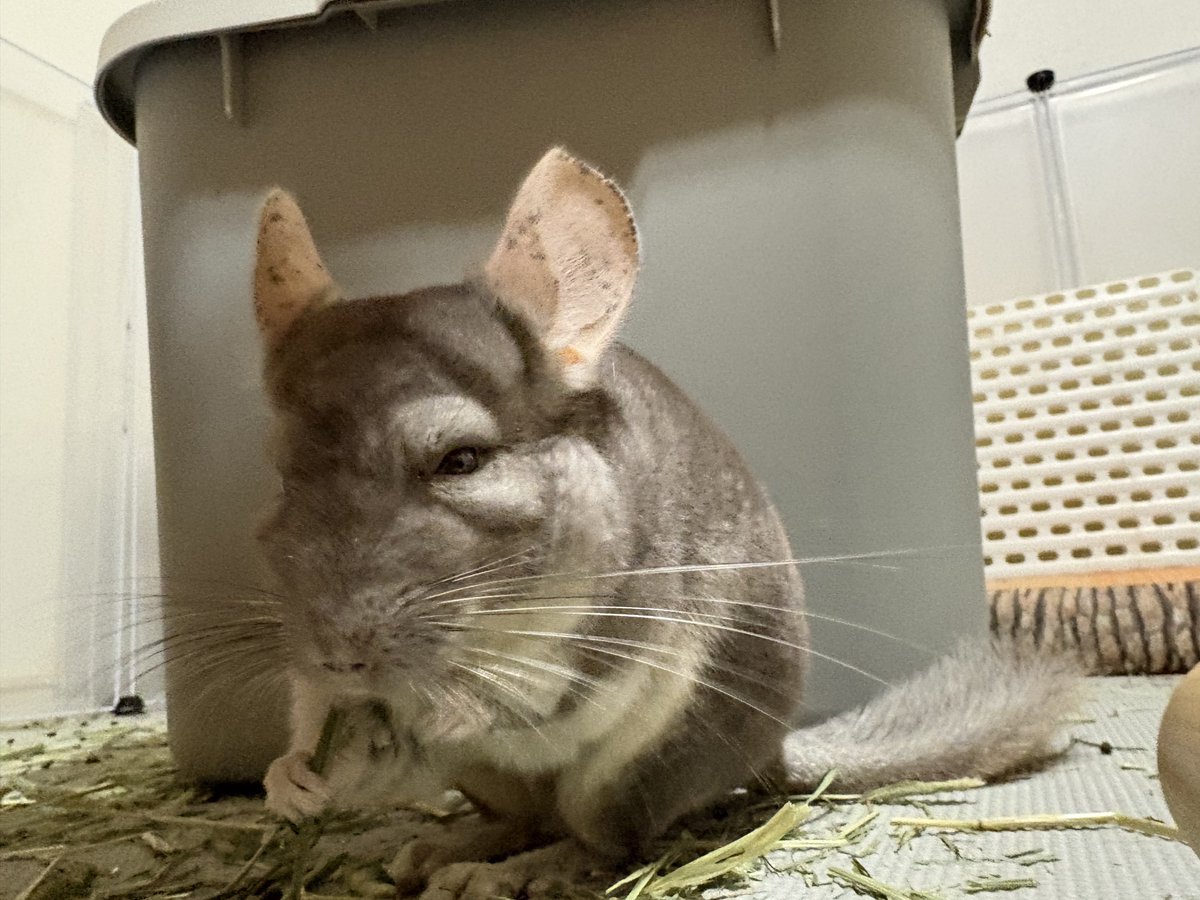 akiske27's tweet photo. ぶちまけまろちゃん
チモシーをぶちまけるまろちゃん
足元にチモシーがいっぱいしながら食べるまろちゃんかわいい

美味しいやつだけ選んでるのでち🐭やはりグルメなまろはいいところだけ食べるのでち🐭
#チンチラ
#まろちゃんの1日 https://t.co/dIGJTAOc0l