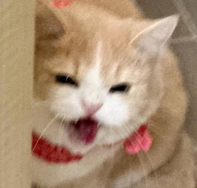 kogadamagochi's tweet photo. 나한텐 그냥 이렇게 보임 https://t.co/z2DxMgPpAz