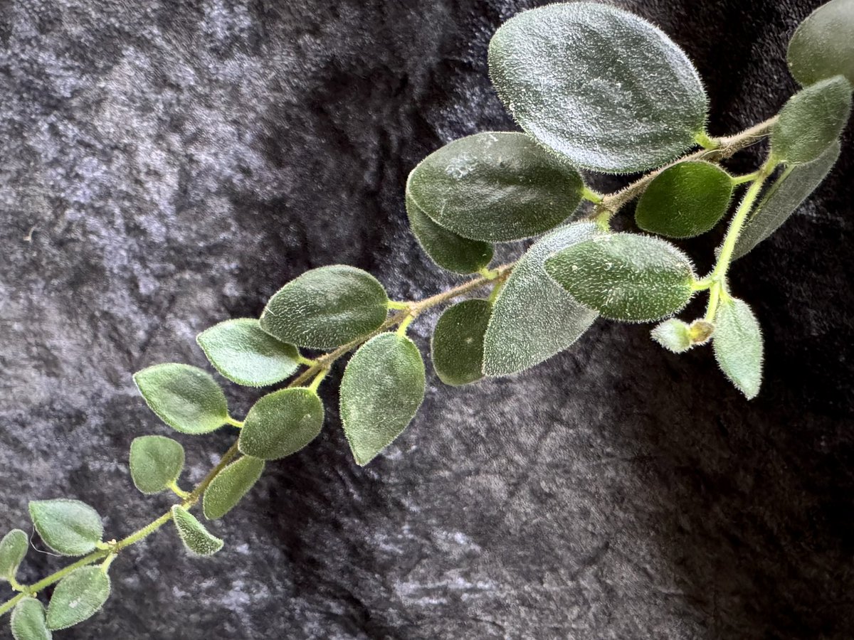 moregoro's tweet photo. 本日の朝草。ファイルNo.1048

Columnea sp. [ECUAGENERA]

https://t.co/UwDY8fwrdX
Instagram ID moregoro5016 (植物紹介用)
Instagram ID mrgr_2020 (店の情報用)

色濃く肉厚で毛が生えてるジェネラのsp.コルムネア。
小型で可愛いですが渋カッコいいです。 https://t.co/ur1o20GdYq