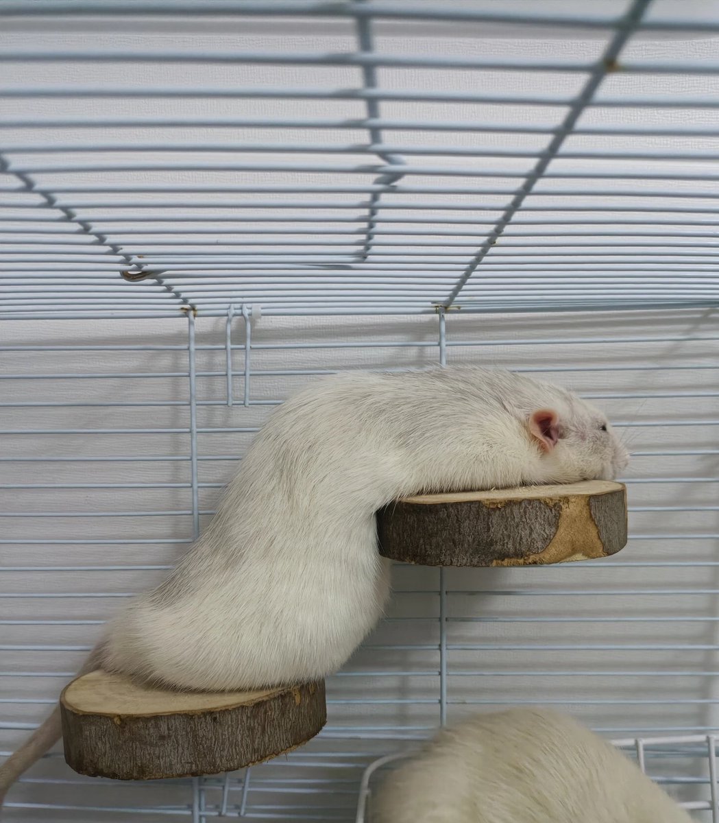 TweetsOfHamster's tweet photo. Snake 🐍 https://t.co/R9iJfujHku