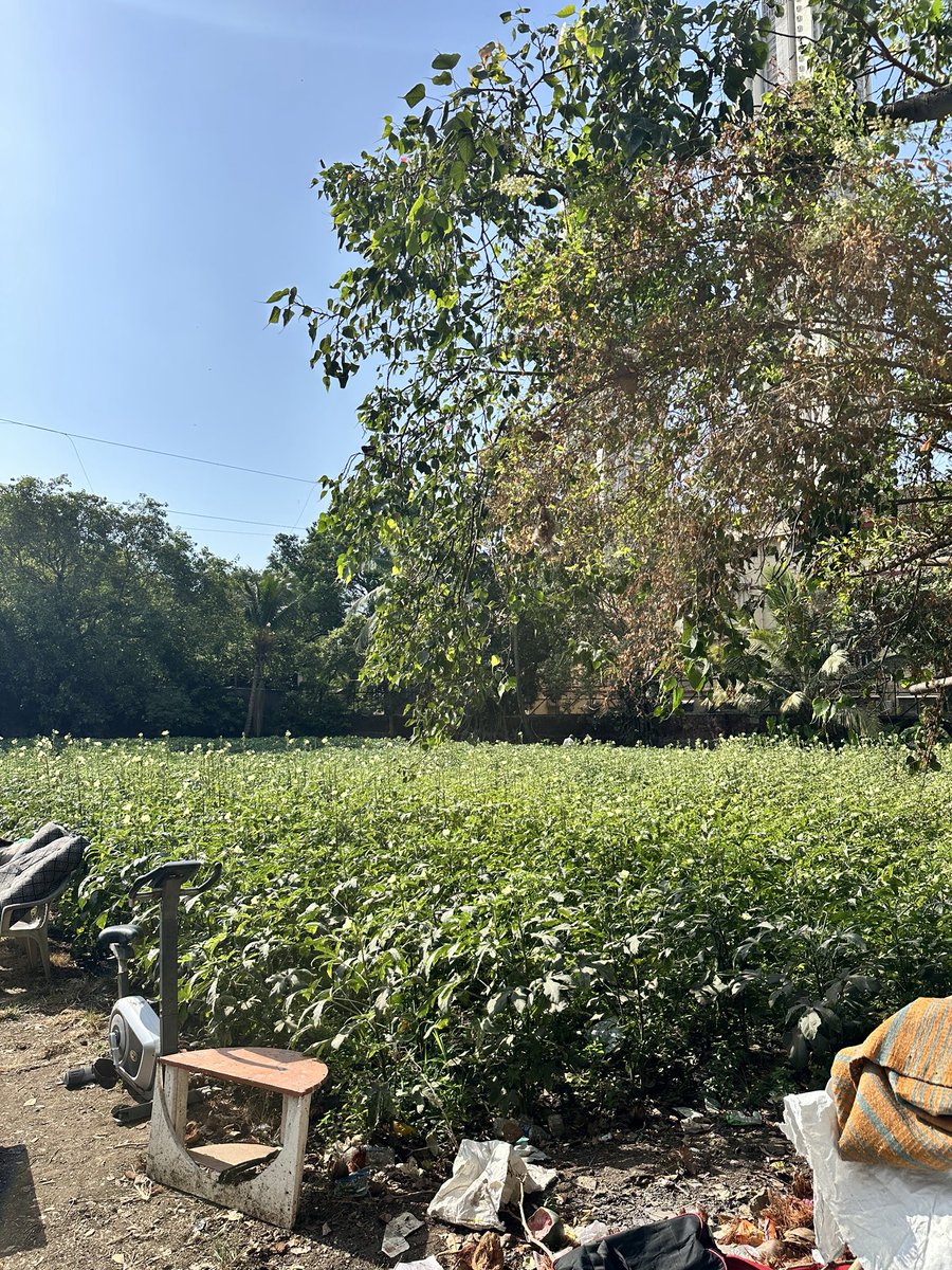 MeghwadiVoice's tweet photo. Meghwadi’s story is not just about the farm. It’s also about the caretaker families who have protected and maintained this land for decades.

Today, they hope for a little time and humanitarian consideration as they face relocation during the monsoon season🙏 @milinddeora @mybmc https://t.co/xCwhtDC2Z1