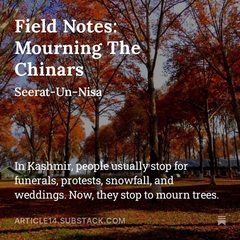 Article14live's tweet photo. In Kashmir, people usually stop for funerals, protests, snowfall, and weddings. Now, they stop to mourn trees.

Read @UnSeerat27736's #fieldnotes on the felling of #Kashmir's Chinar trees, cut down amid a futile govt geo-tagging exercise

https://t.co/tXKXJMrKd6 https://t.co/ozxO7gvclr