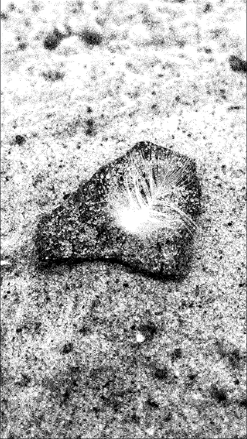 fangsfilms's tweet photo. I have just collected "delicate diffusion" 
by @b_i_t_m 
on @objktcom 

https://t.co/pI0zTF4y4p https://t.co/qWwsC8O6Vc