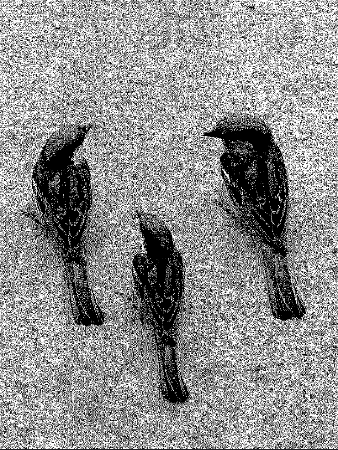 fangsfilms's tweet photo. I have just collected " b͓̽i͓̽r͓̽d͓̽s͓̽i͓̽n͓̽t͓̽h͓̽e͓̽m͓̽o͓̽r͓̽n͓̽i͓̽n͓̽g̽" 
by @b_i_t_m 
on @objktcom 

https://t.co/ToIyGRyZHi https://t.co/71SeGt7jQd