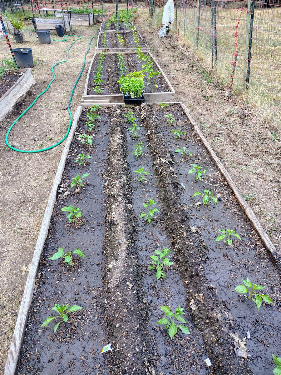MarkLin97142140's tweet photo. Got the garden started 😁 https://t.co/hruqO3f9KA