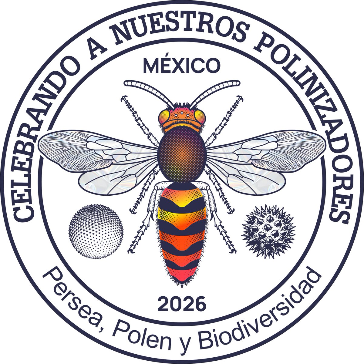 bpnlab's tweet photo. Temidas, desafiantes y con elegante vuelo, casi nadie las ve como polinizadoras, pero les debemos la reproducción de plantas tan icónicas como los higos. Las AVISPAS serán las polinizadoras invitadas del CNP 2026 (22-27/06/26) @InecolB @ipnciidiroaxaca @Secihti_Mx @Pollinators https://t.co/EUuSpITZK1