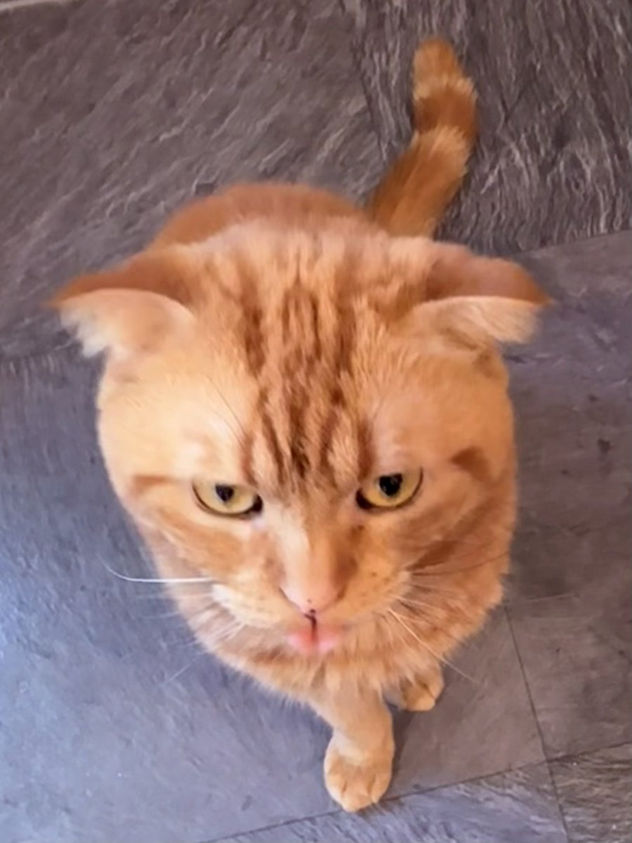 KENTA_NA_01A07's tweet photo. ペロっと上目遣い♪👅
#猫 https://t.co/gcgnO5cF9A