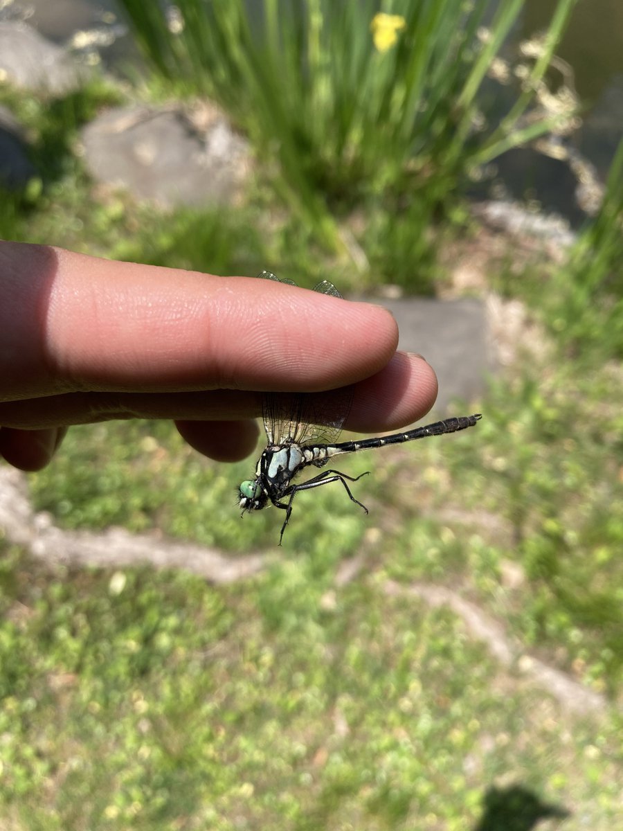 44_Insects tweet picture