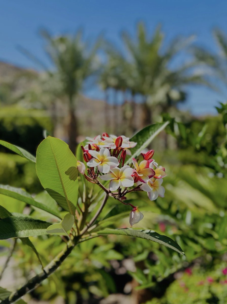 AnInsidersGuide's tweet photo. Palm Springs 
Coachella Valley Photo! - by billdesigns https://t.co/HvKfVla5q6
