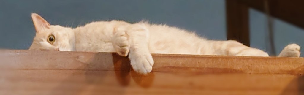 mikohand's tweet photo. 猫はいつでもお前のことを見ているよ https://t.co/VZe97nSdcF
