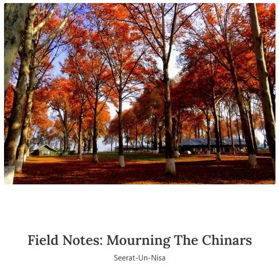 Article14live's tweet photo. People stood silently beside them, taking photos they did not know what to do with. Some touched the bark before leaving, like saying goodbye to an elder

@UnSeerat27736's #fieldnotes on the felling of #Kashmir's Chinars in the name of development

https://t.co/tXKXJMrKd6 https://t.co/5AigYXkCLe