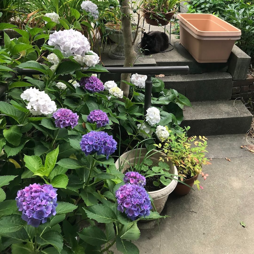 ikuko_otaka's tweet photo. 今年は紫陽花がモリモリ咲いてる。近畿地方は今日から梅雨入り。 https://t.co/CyTu9JDmiO