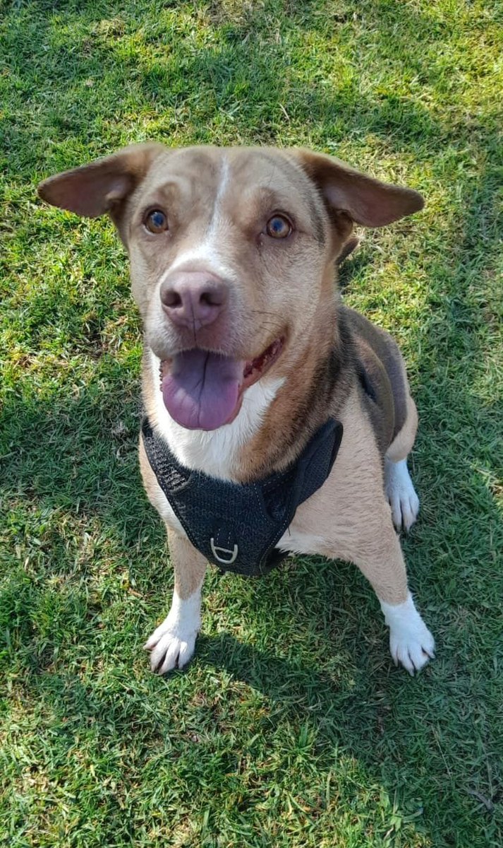 AnnaTAG2's tweet photo. Bucc, a male beagle x,  cute, loyal doggy, social with other doggys,  loves children,  enjoys his walkies and having a good run and sniffies at the doggy park,  to adopt contact TAG on 076-3305736 or 078-4291916 🤗🐾 https://t.co/QKDwunf6Y4