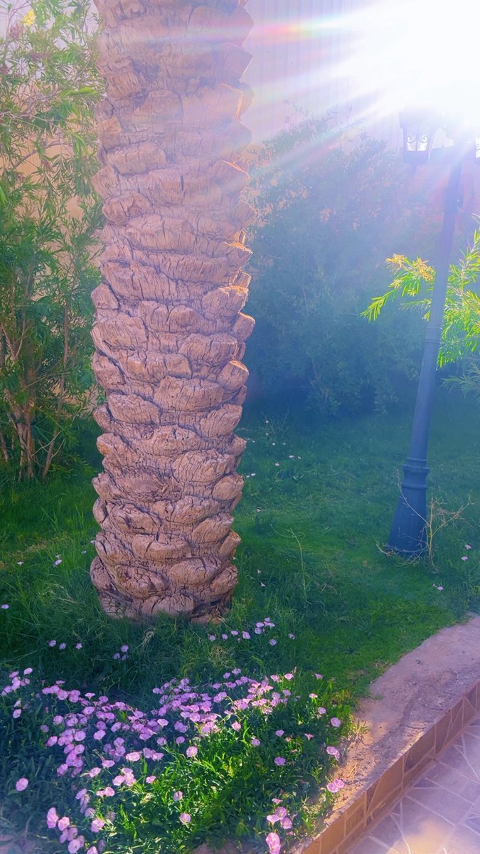malshgf's tweet photo. #صباح_الخير
كأن الصباح يقول لنا:
مهما أثقلتك الأيام، سيأتي نورٌ يُطمئن روحك.
فلاشيء يُشبه جمال روحٍ اختارت السلام رغم كل ما مرّ بها
 كوني مُشرقة كهذا النور واكثر 
فلايليق بكِ الانطفاء💔
#تصويري https://t.co/FmefYOuNs4