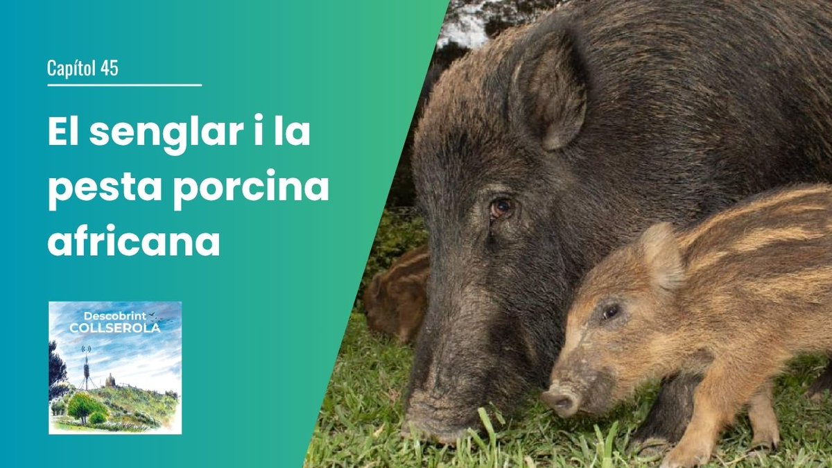 descollserola's tweet photo. https://t.co/dpMMHMqMeG
Ara que fa 6 mesos del brot de pesta porcina africana, anem a l’IRTA-CReSA, per analitzar la situació actual del porc senglar a la Serra de Collserola i l'impacte del brot de pesta porcina africana, que impedeix l’accés al parc natural. https://t.co/OTwlk6z7Y1