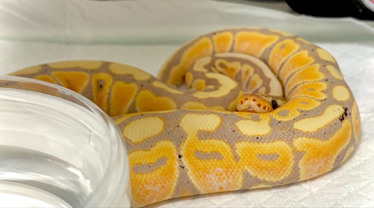 sakanakirakira4's tweet photo. 💭🏝️✨
#ボールパイソン
#BallPython https://t.co/4IfJs20ka6