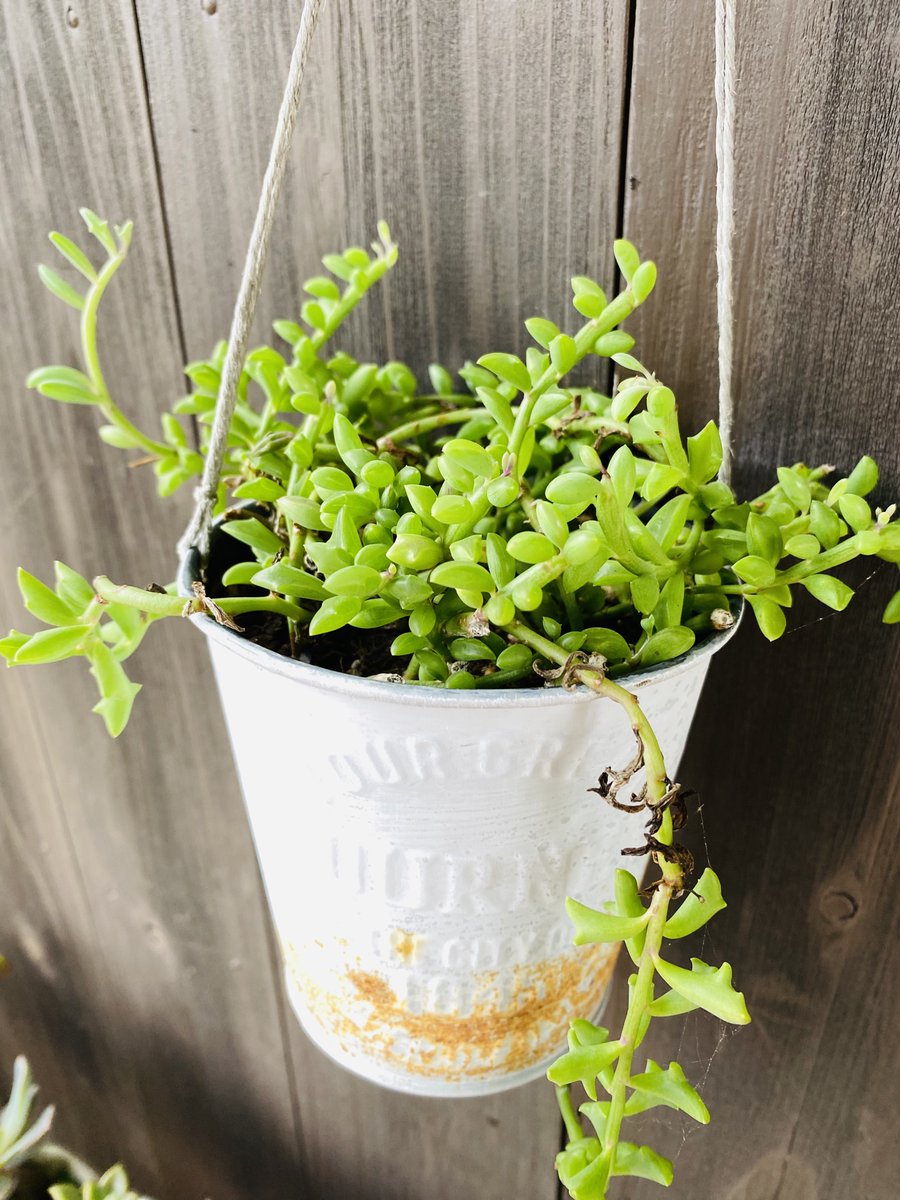 cafemisaki2310's tweet photo. 梅雨入り間近でしょうか
多肉植物もりもりな季節になりました🪴
カフェの多肉植物たちも可愛く健気に育っています
ほとんどがほったらかしなんですが…🤭 https://t.co/0TXM5KDobT