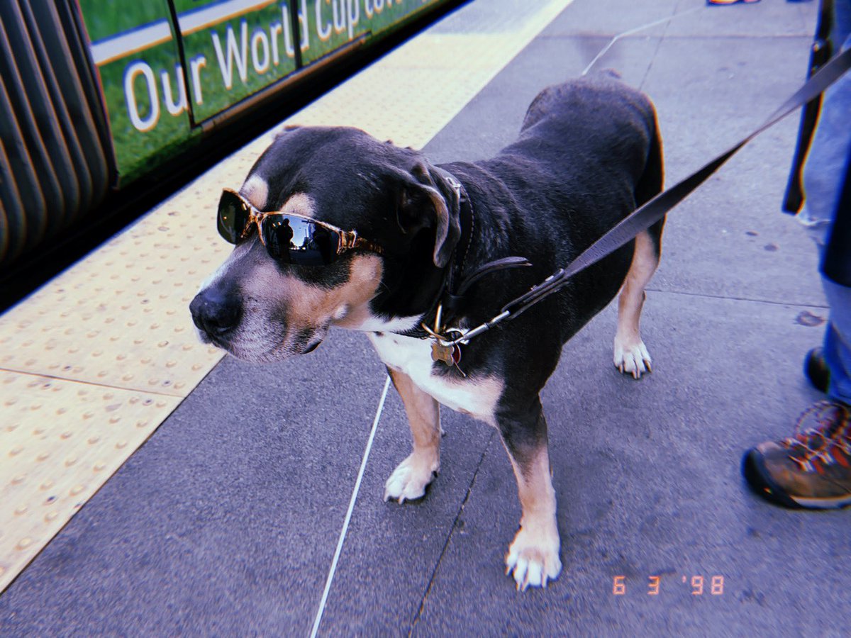 glumiken's tweet photo. check out this cool guy i saw at the train stop https://t.co/wt6DijpbuC