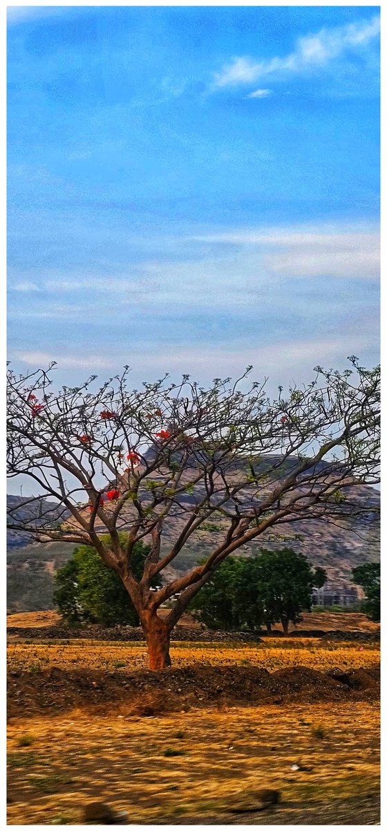 vidya2811's tweet photo. Trees, the silent storytellers of nature.

Let’s see your tree capture 🌳
.
.
#theme_pic_India_trees
#vidyaS23Ultrasnap https://t.co/oGMxOJhGED