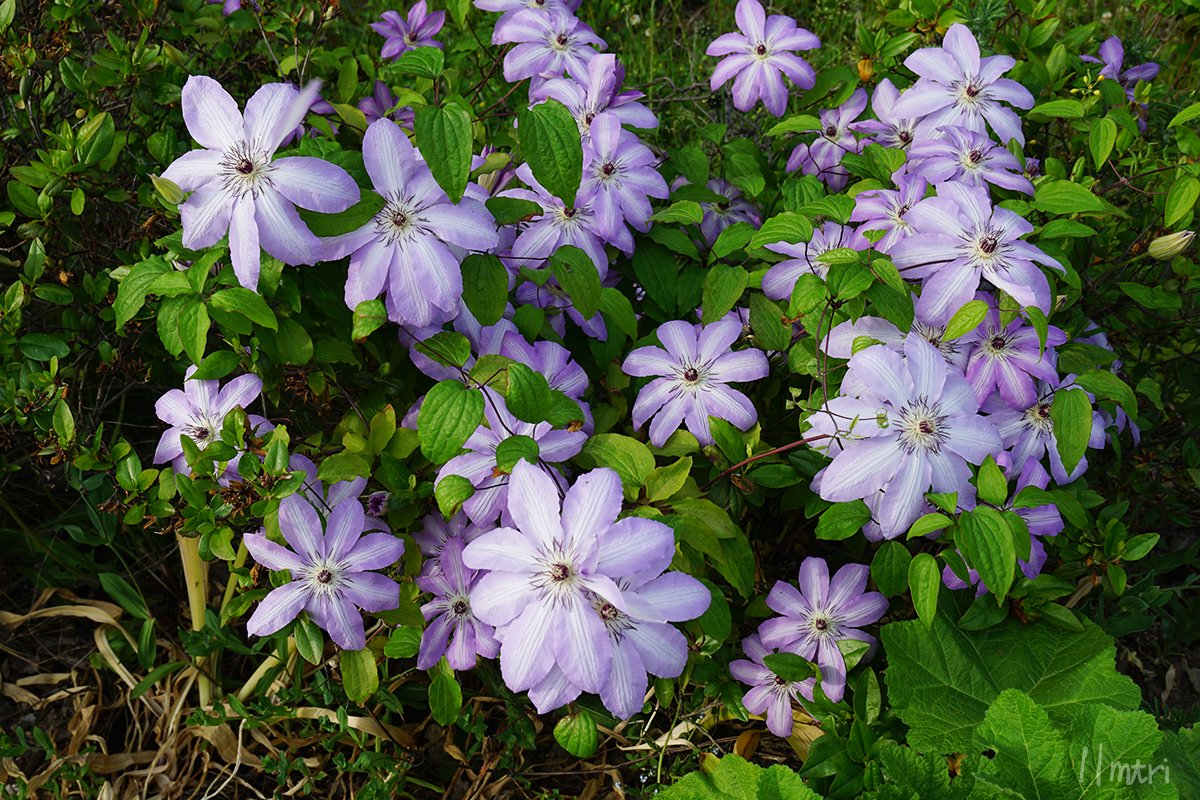 11mtri's tweet photo. 庭の花
1枚目　ジャーマンアイリス
2枚目　クレマチス　庭の中で手厚く育ててるやつより、庭の境界でほぼ野生化してるこの株の方が何故か花付きが良い
3枚目　オダマキとオーニソガラム？両方いつの間にか庭のあちこちに生えてる
4枚目　名前は知らないが小さくこんもりして可愛いやつ https://t.co/hXDYc94Lak