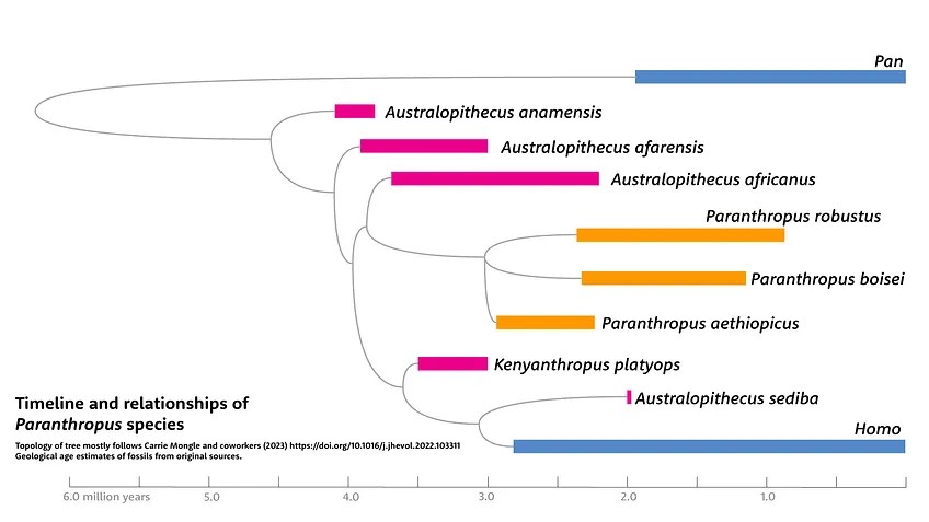 JamesAl0410008's tweet photo. "the younger P. robustus likely retained more arboreal behaviors than the older Sterkfontein Australopithecus, consistent with distinct locomotor repertoires and ecological niches." https://t.co/lT86gF41Xf