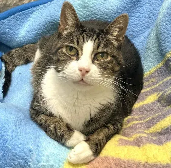 sachikoko's tweet photo. 👉🏽SENIOR ALERT🙏🏾PLEASE SHARE
💘Shy, Sweet 14YO #Senior Gray #Tabby &amp; White Kitty "DOLLAR"💘
📣Needs A Loving🏠 #FureverHome🏠
▶https://t.co/m32G9aBB3q
🙏🏽#Adopt #AdoptDontShop #AdoptASeniorCat
#StHelena, #CA #Norcal #NapaValley
@wecare_rescue #ForgottensoulsHour #US #Cats https://t.co/jJuXzuXrz1