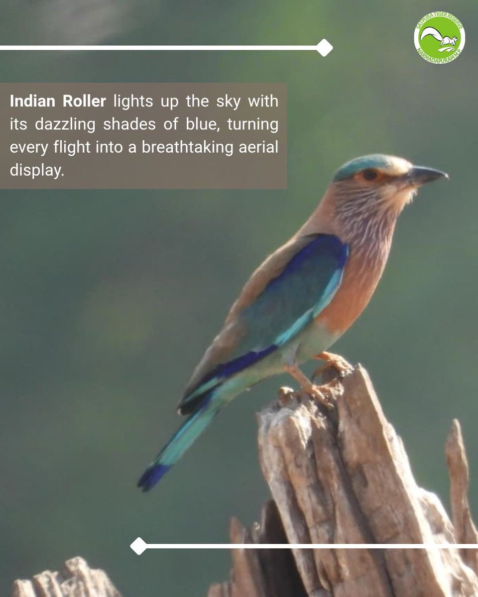 satpura_tr's tweet photo. Did you guess it correctly?
This stunning bird is the #IndianRoller, famous for its brilliant blue plumage and spectacular aerial displays.
Let us know in the comments if you got the answer right! https://t.co/IGV6HrD1se