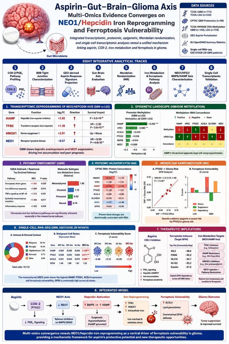 changmyung1981's tweet photo. Aspirin–Gut–Brain–Glioma Axis: Iron Reprogramming Creates a Ferroptosis Opportunity

🧠 Can a common drug like aspirin influence glioma biology through iron metabolism and ferroptosis?

A comprehensive multi-omics study integrates transcriptomics, proteomics, DNA methylation, Mendelian randomization, and single-cell RNA sequencing to propose a unified mechanism linking COX-2 signaling, hepcidin-mediated iron reprogramming, and ferroptosis vulnerability in glioma.

Key Discovery: The NEO1–HAMP Iron Axis Is Rewired

The strongest signal across datasets was the dramatic activation of the hepcidin (HAMP) pathway:

⬆ HAMP (log2FC +2.92)

⬆ TFRC/transferrin receptor (log2FC +1.38)

⬆ HMOX1 (log2FC +2.01)

⬇ NEO1 (log2FC −0.57)

These changes create a state of intracellular iron accumulation and oxidative stress that may sensitize glioma cells to ferroptotic cell death.

Epigenetic Driver: HAMP Hypomethylation

Among all iron-regulatory genes, HAMP emerged as the dominant methylation target:

🔬 Δβ = −0.265

🔬 P = 1.4 × 10⁻⁴⁸

This suggests that glioblastoma actively unlocks hepcidin expression through epigenetic remodeling, reinforcing iron sequestration programs.

Ferroptosis Pathways Are Activated

Gene-set enrichment identified:

🔥 Ferroptosis driver pathway

NES = +1.861

🔥 Iron deficiency response

NES = +1.698

The transcriptomic landscape indicates tumors are simultaneously accumulating iron while activating defenses against ferroptotic collapse.

Single-Cell Validation

Analysis of 15,112 cells from 28 GBM patients revealed:

▪ Mesenchymal (MES) tumor cells show the highest HAMP expression

▪ PTGS2 (COX-2) enriched in MES state

▪ ACSL4 enriched in MES state

▪ Highest ferroptosis vulnerability score in MES cells

Meanwhile:

▪ GPX4 remained highly expressed across all malignant states

This suggests a broad dependency on GPX4-mediated ferroptosis suppression throughout GBM.

Aspirin as the Molecular Bridge

The study places PTGS2 (COX-2) at the center of the network:

Aspirin → COX-2 inhibition → iron metabolism modulation → ferroptosis susceptibility

Mendelian randomization supported a causal relationship between PTGS2 expression and glioma risk:

OR = 1.31

P = 1.1 × 10⁻⁴

providing genetic support for targeting this pathway.

Therapeutic Implications

The authors identify three potentially actionable vulnerabilities:

💊 Aspirin

COX-2 inhibition
Possible HAMP modulation

💊 GPX4 inhibitors (RSL3, FIN56)

Highest-ranked ferroptosis-inducing agents
Target a universal GBM dependency

💊 Iron metabolism targeting

TFRC
HAMP
HMOX1
NEO1 axis

The proposed model suggests that aspirin could function as a ferroptosis-sensitizing agent when combined with GPX4-directed strategies.

Why This Matters

This study moves beyond the classical anti-inflammatory view of aspirin and proposes a broader framework:

Aspirin → COX-2/PTGS2 → NEO1–HAMP iron reprogramming → ferroptosis vulnerability → glioma suppression

While still a preprint and not peer-reviewed, it provides one of the most comprehensive multi-omics maps connecting inflammation, iron metabolism, epigenetics, and ferroptosis in glioma.

Reference

Ma C, Zhang F, Wu F et al. Multi-Omics Integrative Analysis of the Aspirin-Gut-Brain-Glioma Axis: Transcriptomic, Proteomic, Epigenetic, Mendelian Randomization, and Single-Cell Transcriptomic Evidence Converges on NEO1/Hepcidin Iron Reprogramming and Ferroptosis Vulnerability. medRxiv (2026). DOI: 10.64898/2026.06.01.26354602.