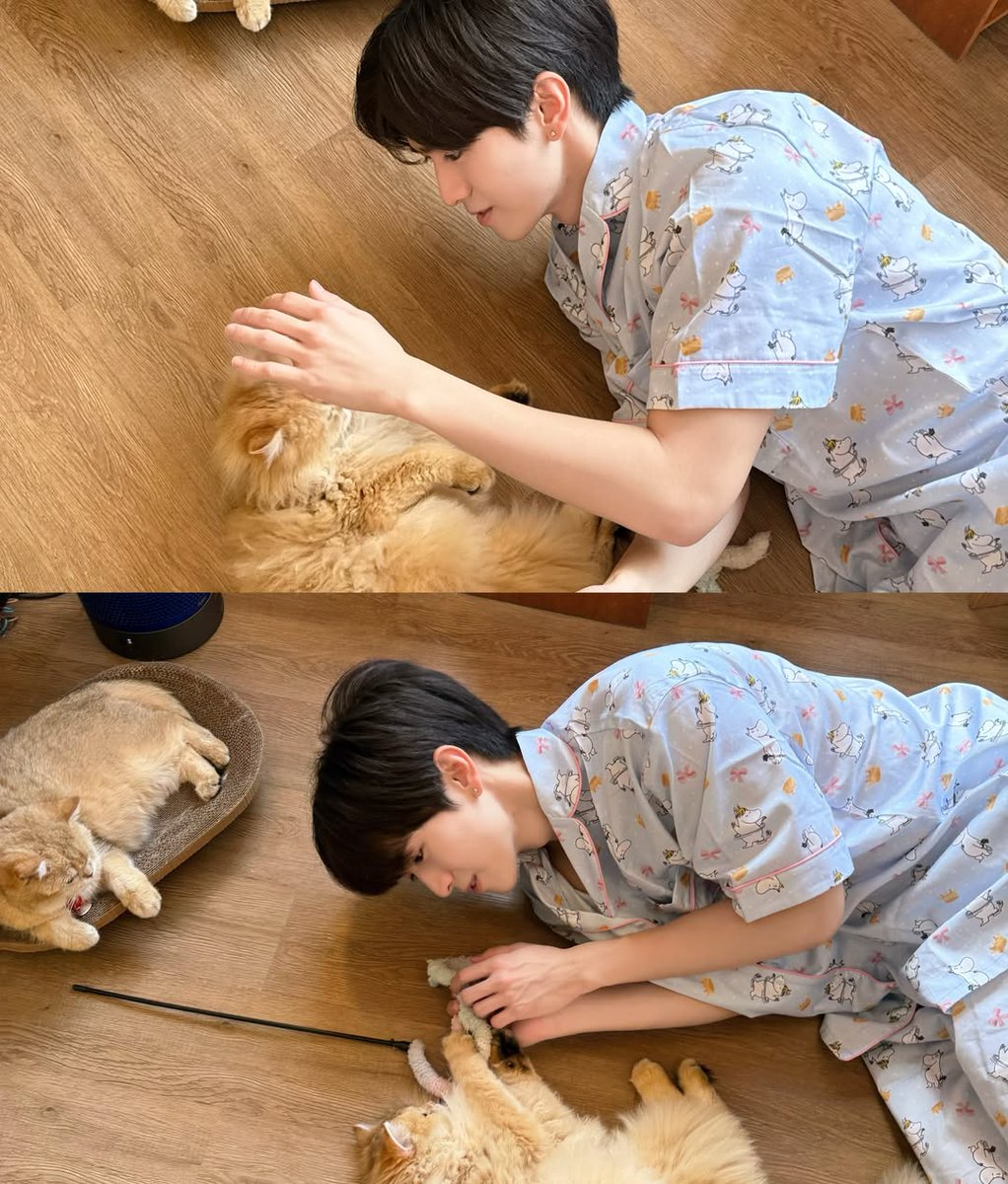 mdwiizz's tweet photo. นี่แมวเล่นกับแมวนี่นาา น่ารักจัง เมี๊ยววว

#JINWOOKkim https://t.co/7IYG6BWLFk