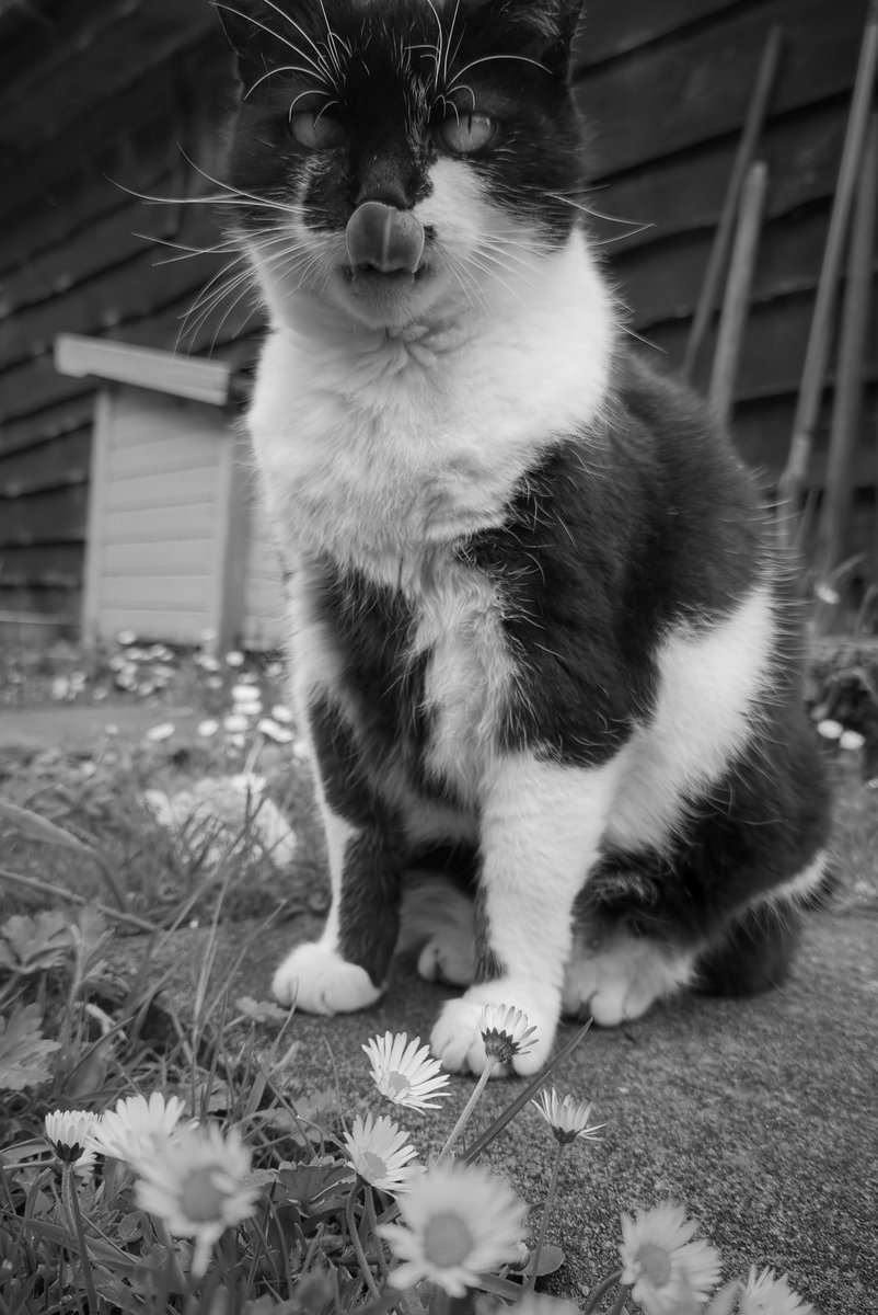 TribeOfMa's tweet photo. Good Morning, #cats and significant others 🤞 🌄 🐾 🍗 ☕ 🌄 ❤️ 🐾 https://t.co/fs1aXzmQx8