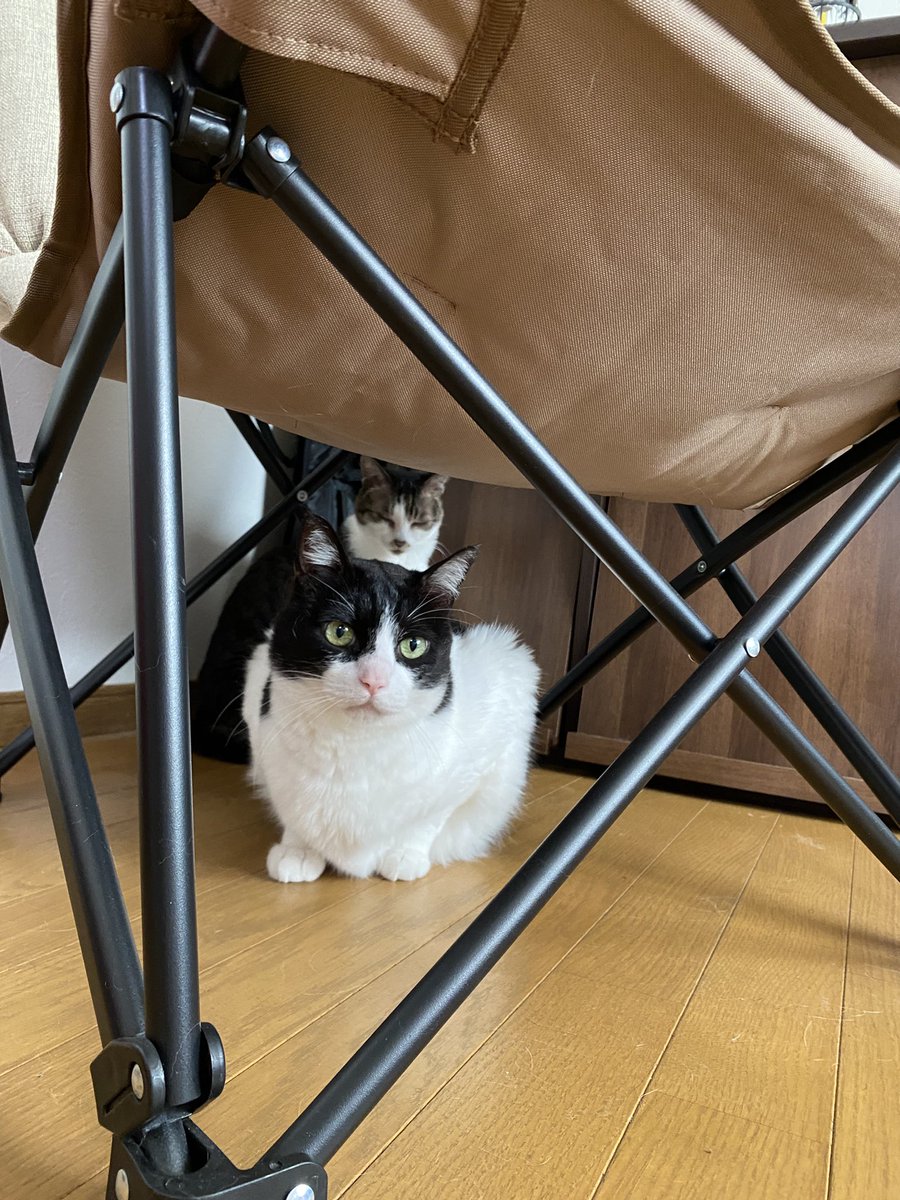 leftzzzx's tweet photo. 掃除機かけてごめんね🧹 https://t.co/mdG6Yc0hUX