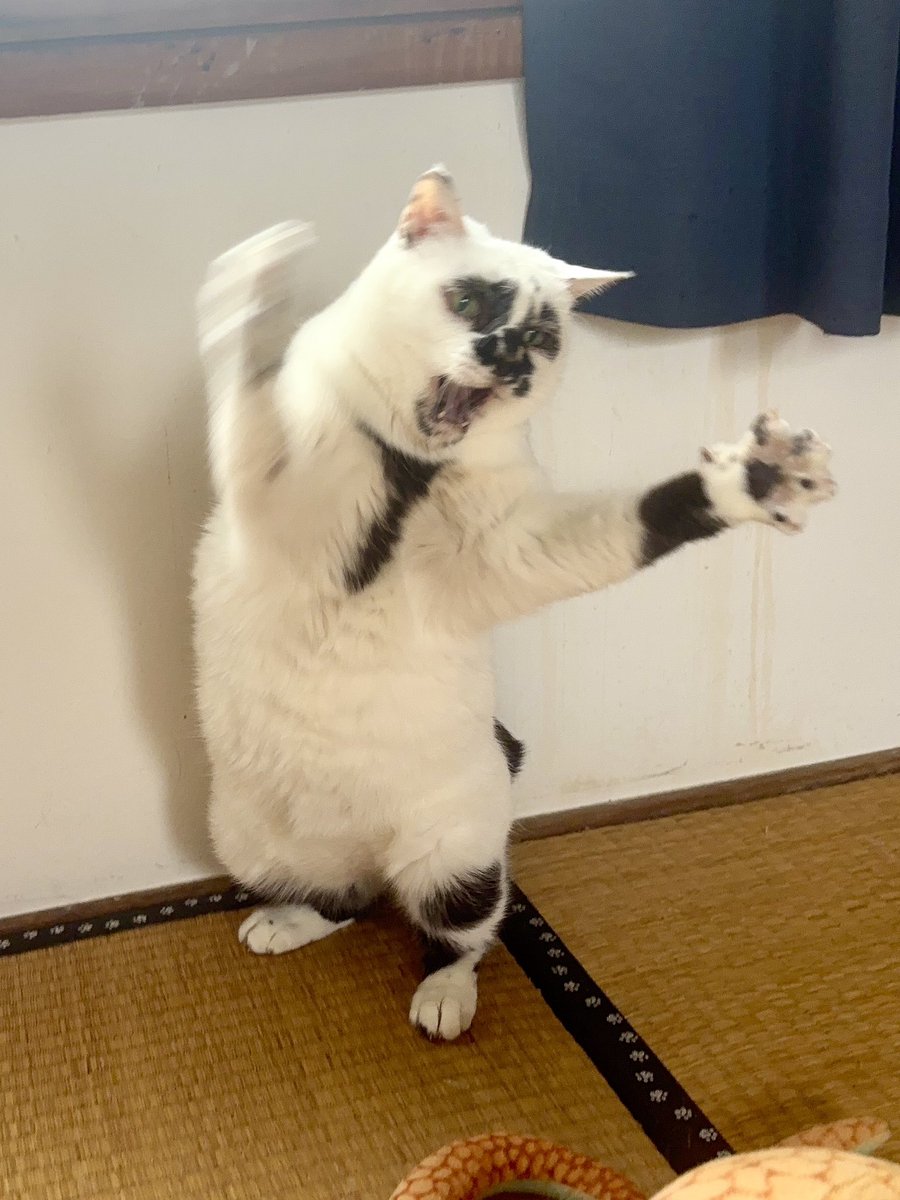 muddycat_atami's tweet photo. 昔クマと戦ったときの武勇伝を何回も話してくる https://t.co/zpNN32L2RC