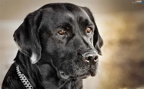 CaptCoker41428's tweet photo. I went to Mexico & printed-up 100 blank Soc./Sec. Cards.  In Cali you can reg. to vote w/ just a SS-Card.
All my dead relatives voted yesterday.  Mail-In Ballots.
Drop Boxes.  Cali voter-rolls are heavily polluted.
And my dog, Pancho Villa?  He voted, too.   😁😁
@AAGDhillon  @DAGToddBlanche  @SenateGOP