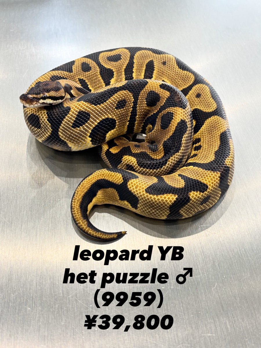 ☆298g Leopard YB het Puzzle ♂ （9959） 【お渡し可能イベント】 6