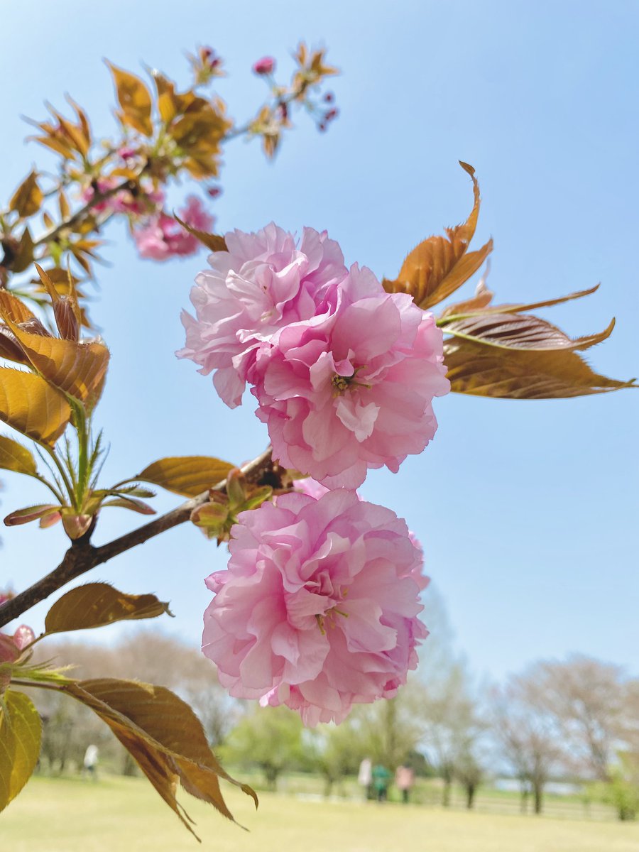 sky_yozu's tweet photo. 桜と八重桜とばあちゃんちの薔薇 https://t.co/NKdeGf6v2T