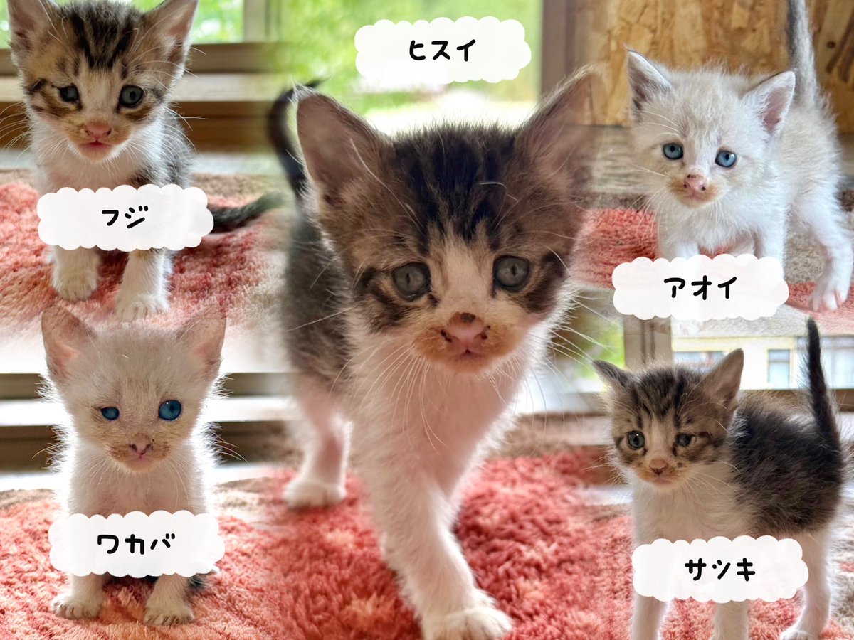 新入り子猫🐱 ・フジ ・ヒスイ ・ワカバ ・アオイ ・サツキ 5月に