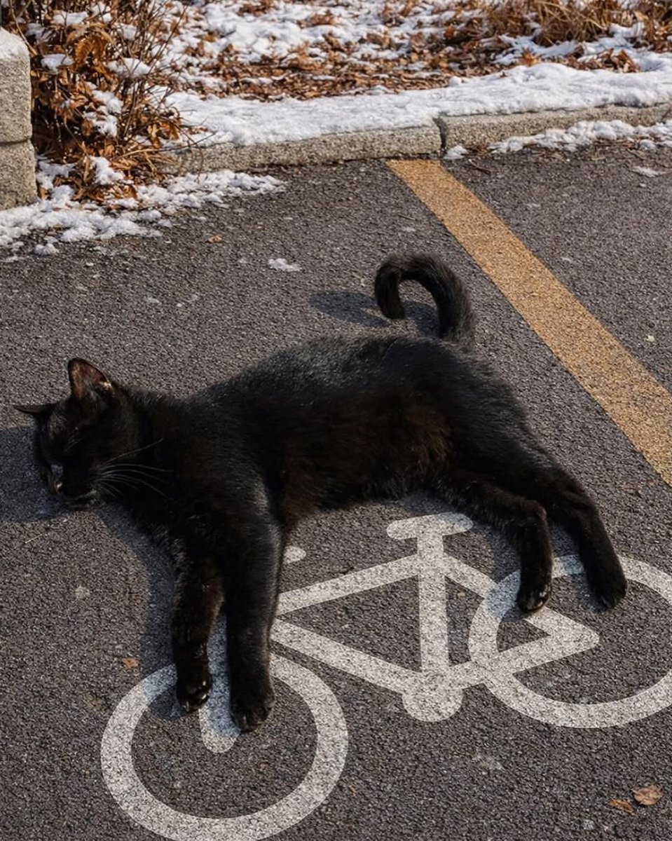 BestOfMeow's tweet photo. Dreaming https://t.co/3nvShcE28O