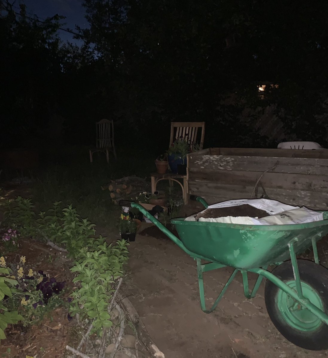 pocketpomp's tweet photo. things are happening #nightgardening https://t.co/WpPHdZGoti