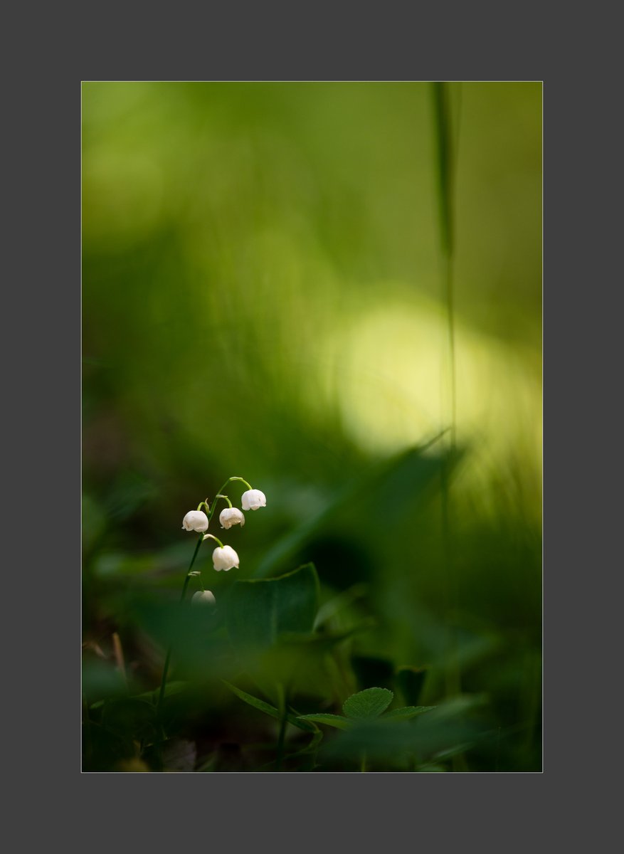 AdamPaczkowski_'s tweet photo. #Spring #lasy #wiosna #light #NaturePhotography #wildlifephotography #forest #自然 #nature #photography #fotografia #puszcza #June #Poland https://t.co/8LG0HPpce4