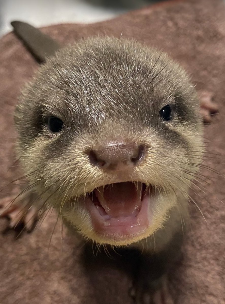 Sunshine_Aqua's tweet photo. (2024年に生まれたカワウソ)生まれてすぐは、歯は生えていません。
3ヵ月もしてくるとしっかりとした「歯」が生えてきて、エビや魚を食べられるようになります🦷 https://t.co/AregMVh5X2