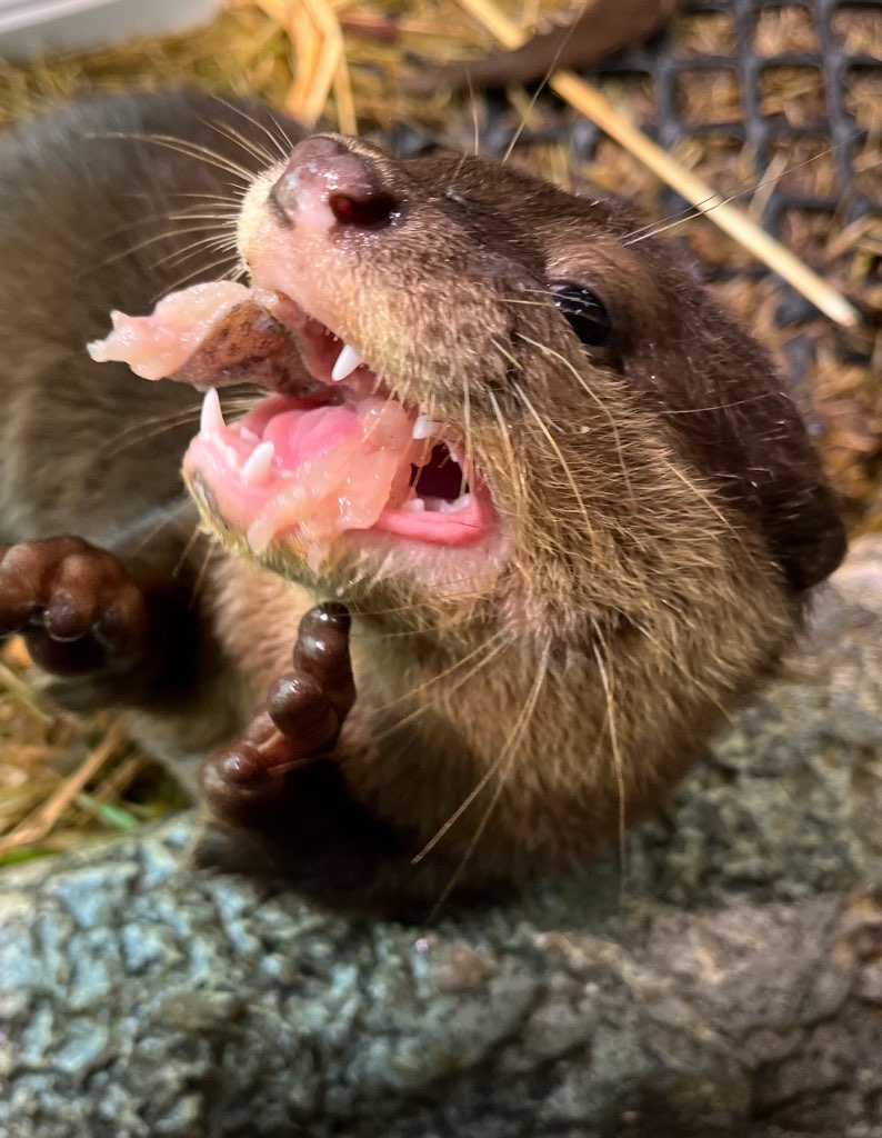 Sunshine_Aqua's tweet photo. (2024年に生まれたカワウソ)生まれてすぐは、歯は生えていません。
3ヵ月もしてくるとしっかりとした「歯」が生えてきて、エビや魚を食べられるようになります🦷 https://t.co/AregMVh5X2