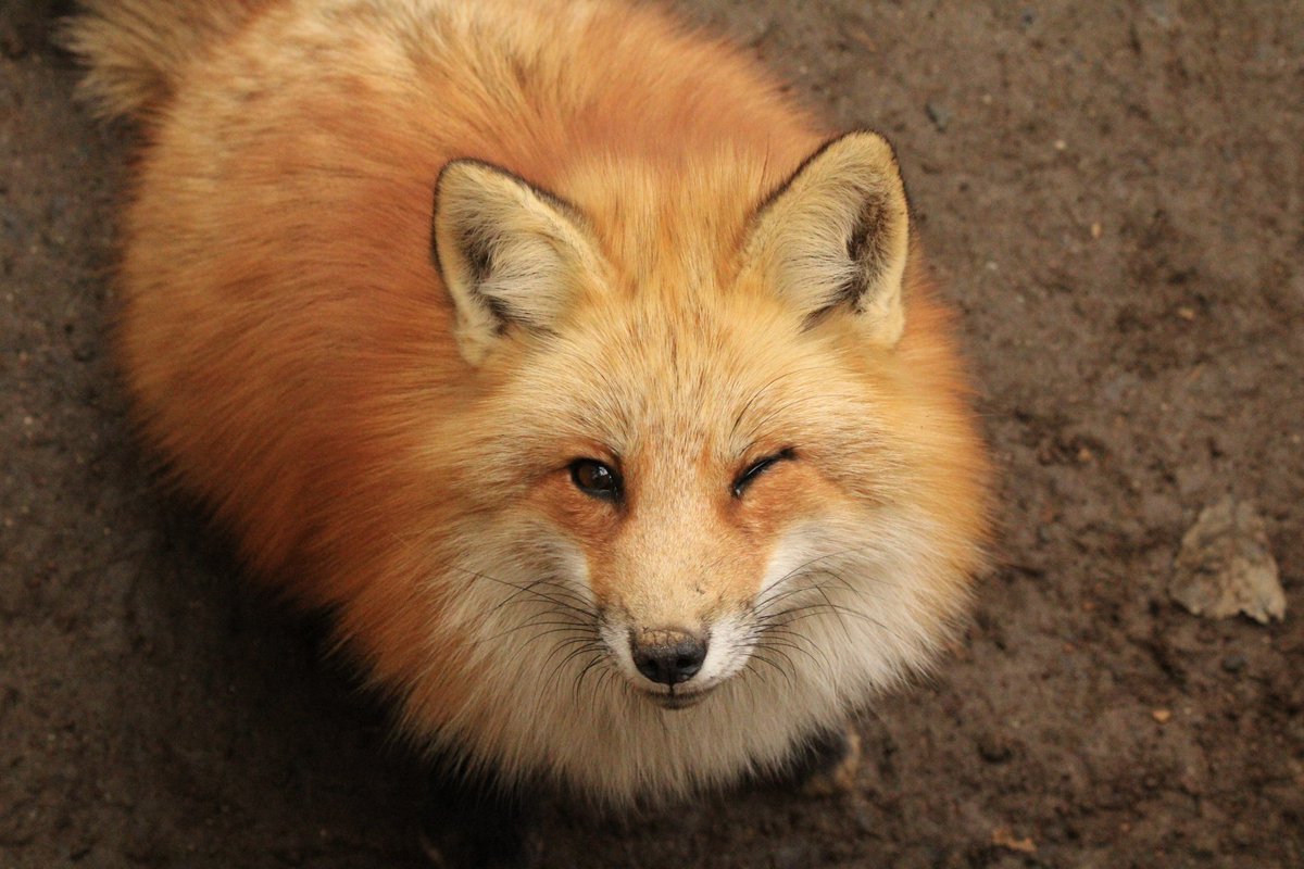 foxintreecave's tweet photo. @atkasoo https://t.co/3EQ1Oi9bvt